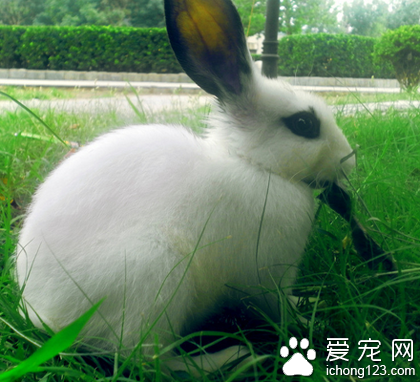 兔子为什么会拉稀 主要是饲养管理不到位