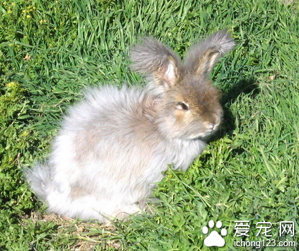 兔子为什么拉稀 首先应该给兔兔停食