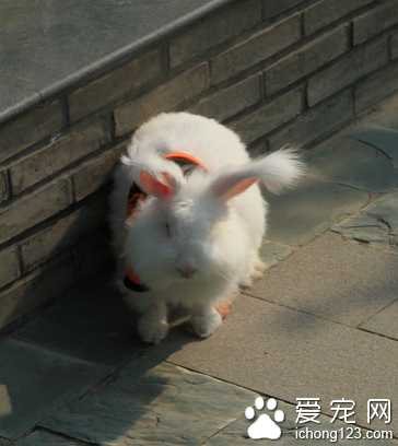 小兔子拉稀吃什么药 注意对症治疗