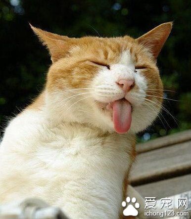 这个猫咪爱耍宝