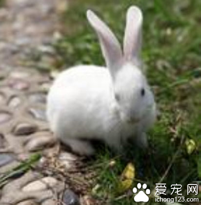 兔子不吃草怎么办 可适当调整食物口味