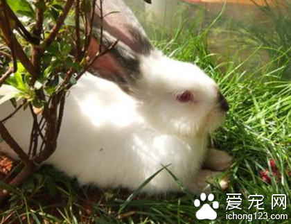 兔子不吃草只吃兔粮 适量食用兔粮