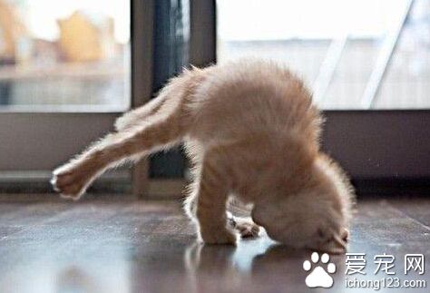 都是瞌睡惹得祸，倒栽葱了