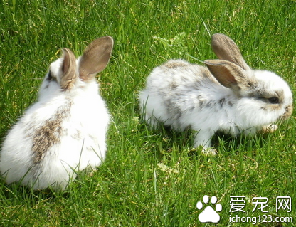 兔子能吃水果吗 严格控制摄入量