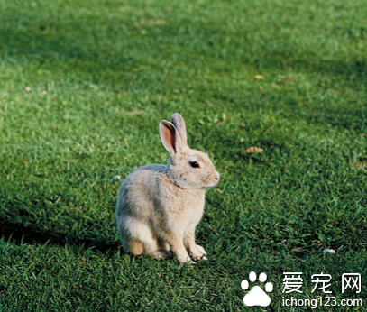 兔子吃卷心菜 马铃薯的芽含有毒素