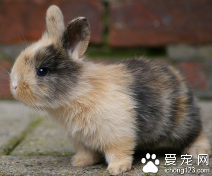 兔子不能吃的东西 油菜含大量生物碱
