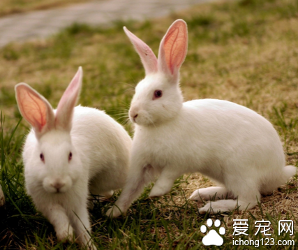 兔子吃乳酶生 兔兔有调理肠胃的能力