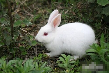 被兔子抓伤怎么办 注意清洗伤口