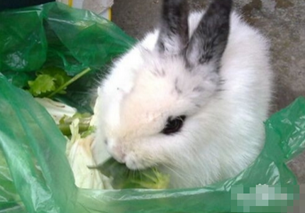 被兔子咬了怎么办 立即将伤口血挤出