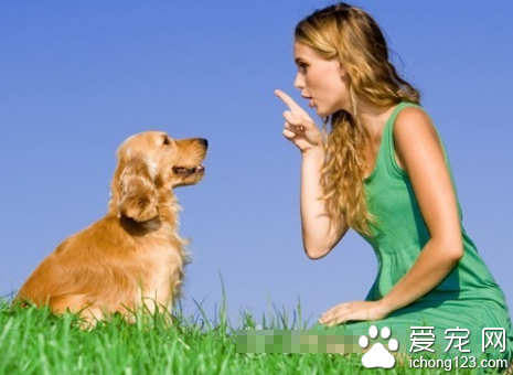 天热犬性易焦躁失控 市民出行时要尽可能远离宠物