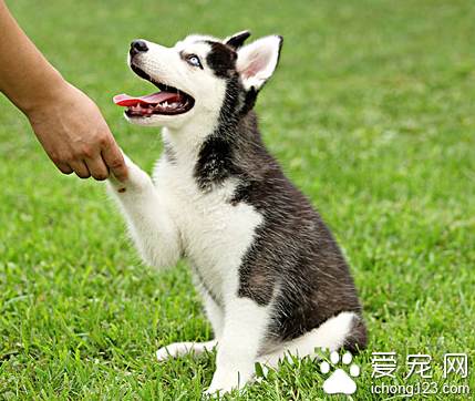 夏季防虫攻略有很多 做好给宠物驱虫是关键