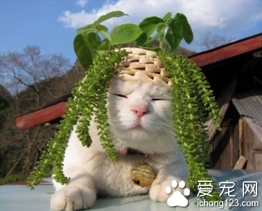 参见山大王！ ” “众卿平身~…喵