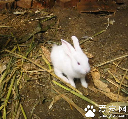 兔子生病了怎么办 要及时治疗