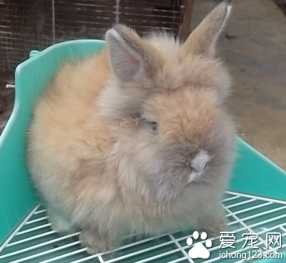 兔子不吃兔粮怎么办 换一下兔粮品牌