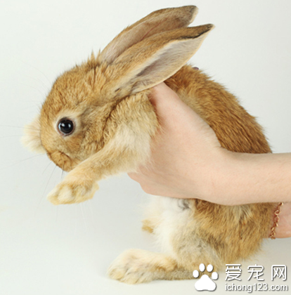 怎么抱兔子 兔子的耳朵比较脆弱