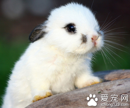 小兔子怎么分公母 在满月前就能分辨出