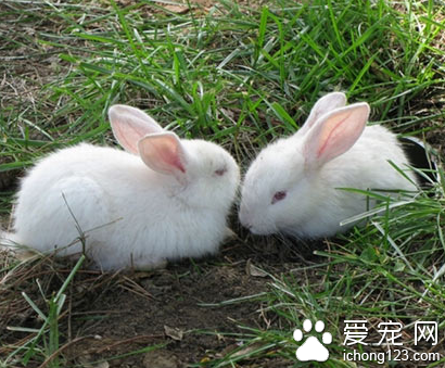 兔子不吃提草怎么办 换草的品牌或品种