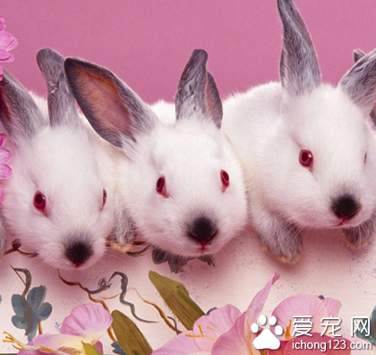 兔子怎么分辨公母 区分性别的方法