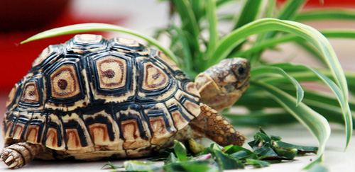 豹纹陆龟