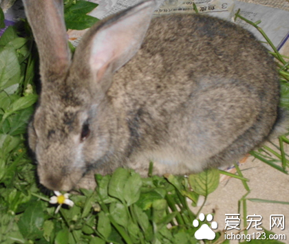 怎么给兔子打针 不要让它乱动