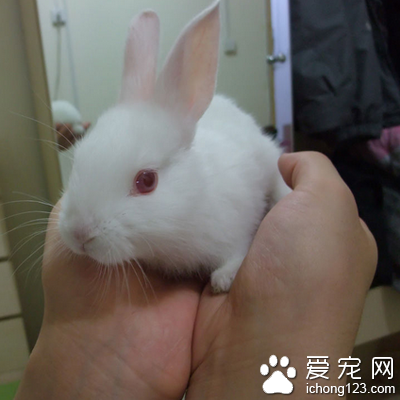 兔子要怎么养 食物一定要洗净弄干