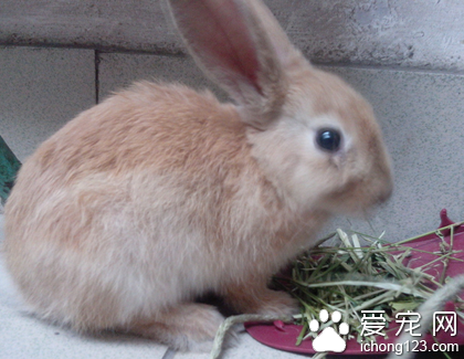 兔子球虫病怎么治 球虫的防治很重要