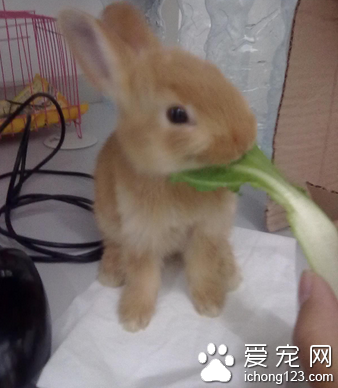 兔子掉毛怎么办 因气候不适而掉毛