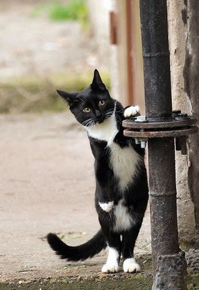 唉，不好意思过去呢