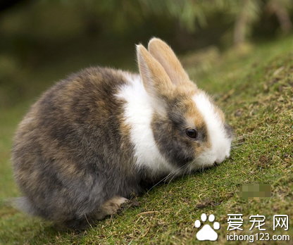 兔子不吃东西怎么办 适当换一下口味