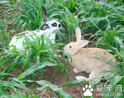 兔子怎么洗澡 洗完后及时弄干