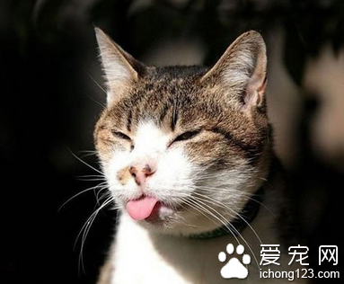 我才不相信你说的呢