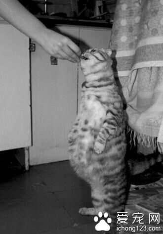 看看你的样子，真的不能再吃了