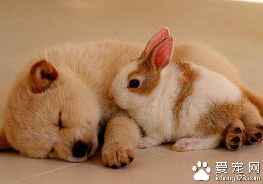 如何让宠物安全健康地度过夏天