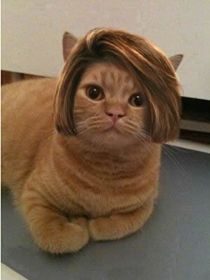 喵了个咪的，这是在哪烫的？