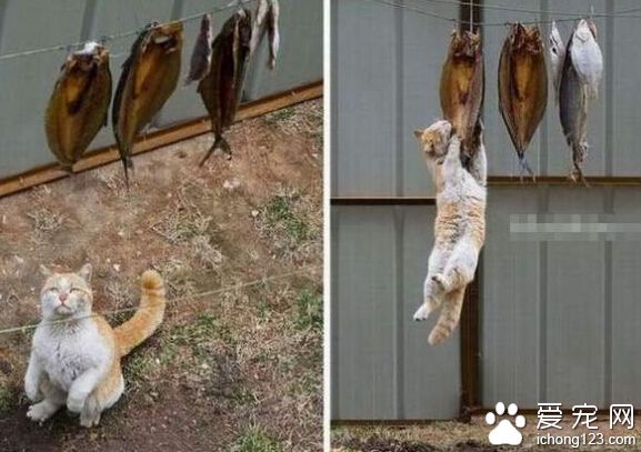 猫的潜能是这样激发出来的