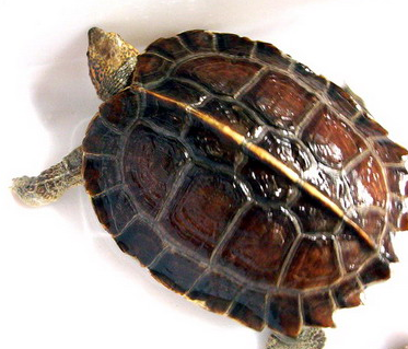 条颈摄龟价格 条颈摄龟分布比较广泛