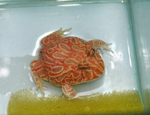 角蛙水肿怎么办 别让角蛙一直呆在水中