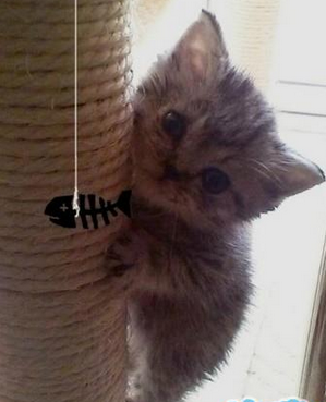 这条鱼看起来好好吃的样子哦