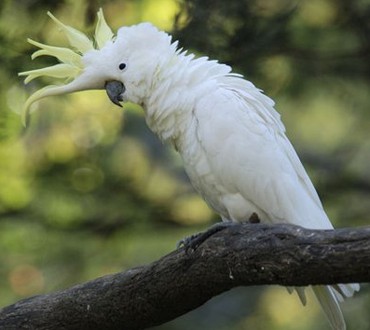 小葵花凤头鹦鹉多少钱一只