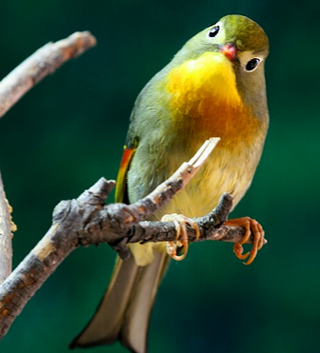相思鸟不吃东西 可以适当改变一下食谱
