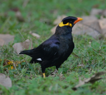 鹩哥打喷嚏怎么办 注意用药不能过多