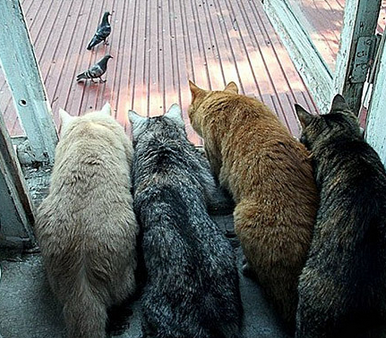 兄弟们机会来了，准备动手吧