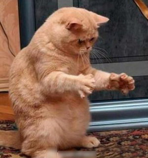 昨晚抓到条老鼠，差不多这么大一只！