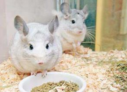 龙猫拉肚子怎么办 治病期间不能乱吃零食