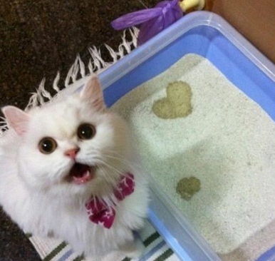 主淫主淫，你快看！人家尿了一个爱心送给你