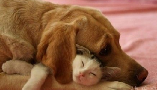 狗哥，你勒的我上不来气了