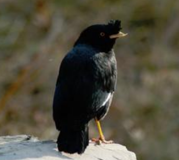 八哥鸟拉肚子怎么办 拉稀的原因有很多
