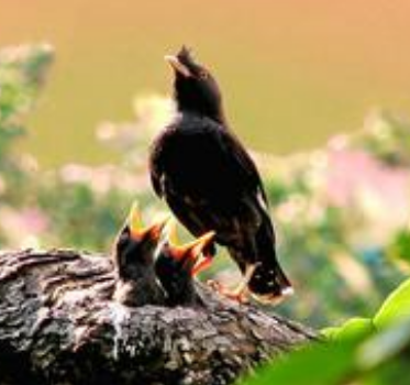 怎样训练八哥说话 循序渐进地教学