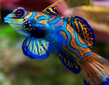 如何养观赏鱼  要注意鱼的投放密度