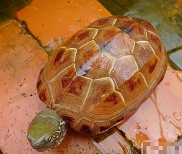  冬天如何养草龟 冬季可加温饲养